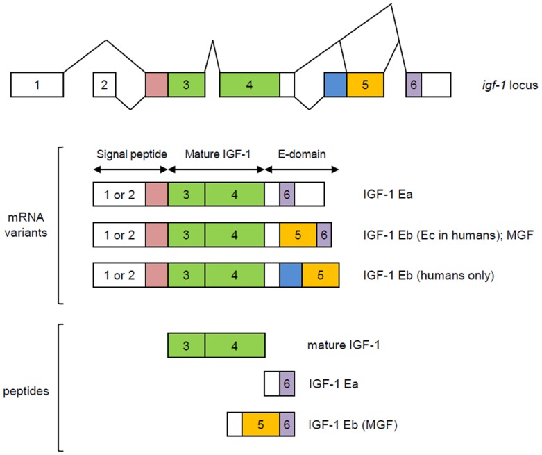 FIGURE 1