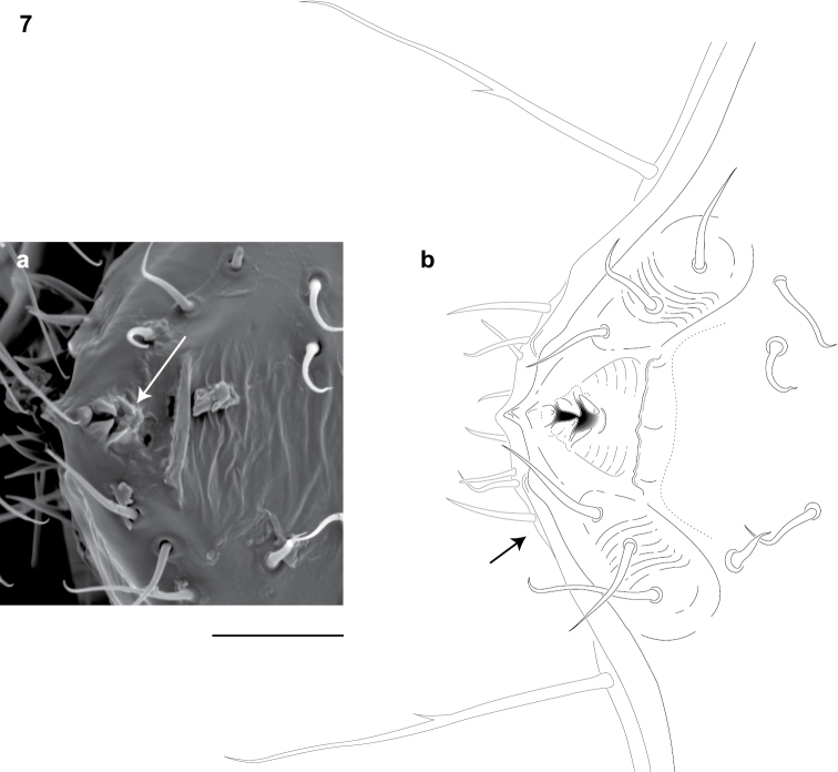 Figure 7.