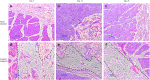 <b>FIG. 13.</b>