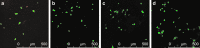 <b>FIG. 6.</b>