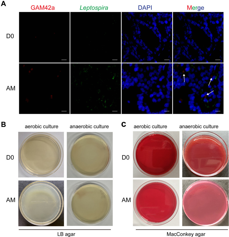 Figure 4—figure supplement 1.