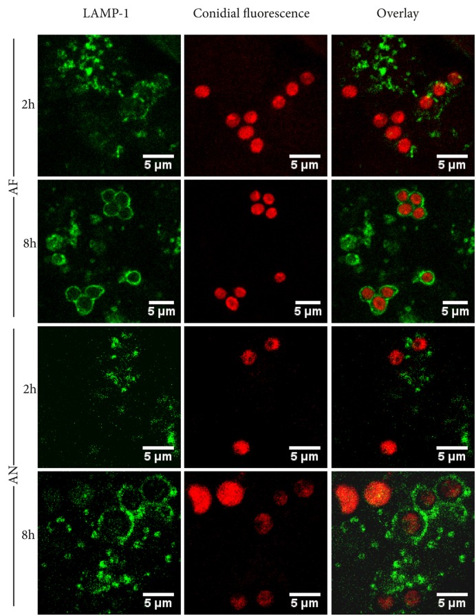 FIGURE 2