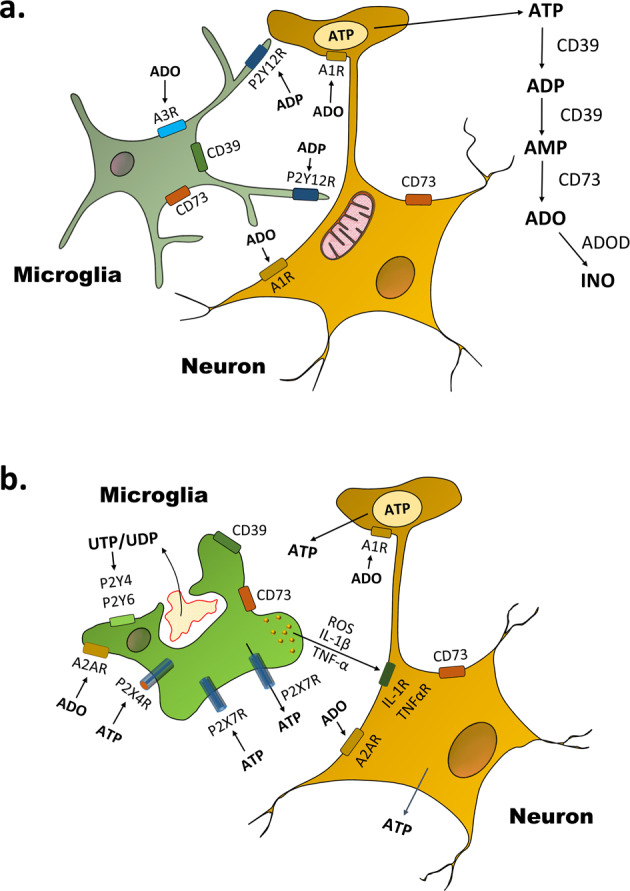 Fig. 1