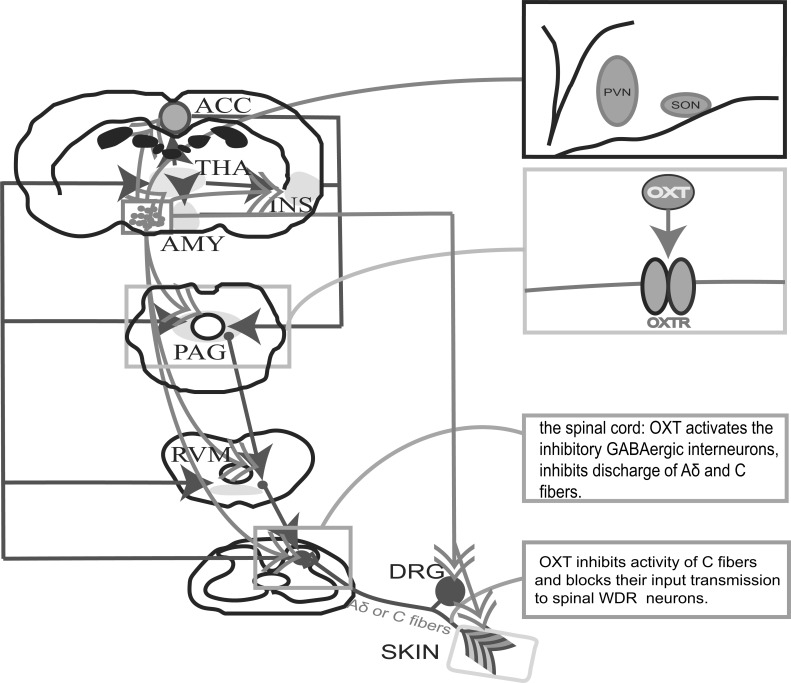 Fig. (1)