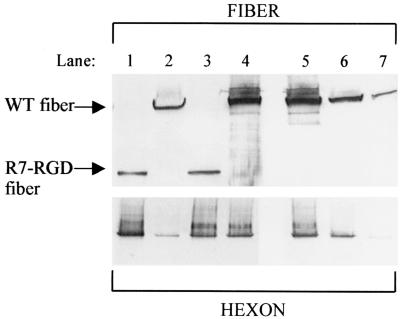 FIG. 6