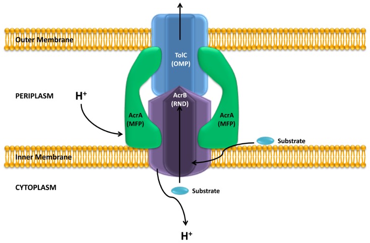 FIGURE 1