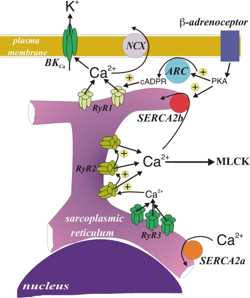 FIGURE 5.