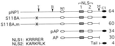 FIG. 1