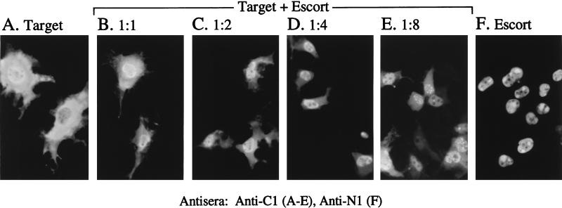 FIG. 10