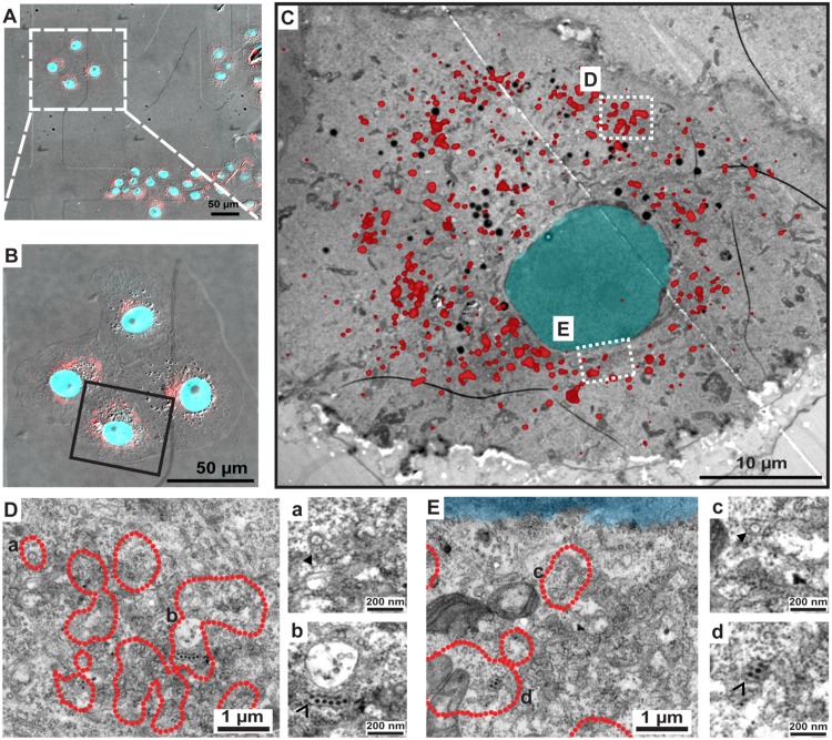 Fig 10