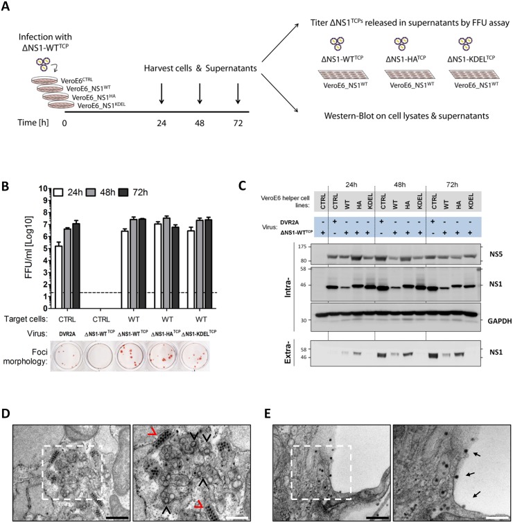 Fig 6