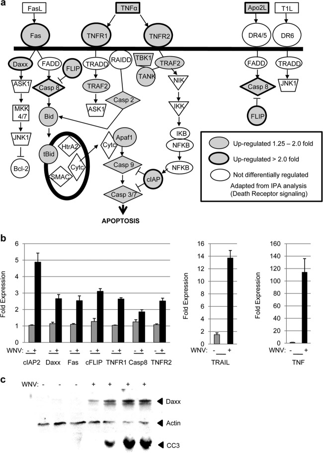 FIG 1