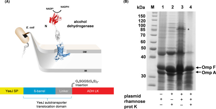 Fig. 4