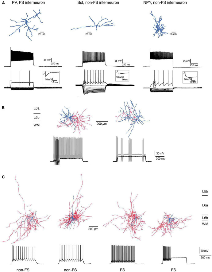 FIGURE 3