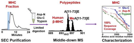 graphic file with name nihms878686u1.jpg