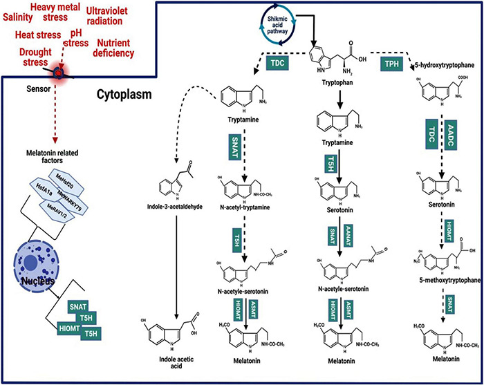 FIGURE 1