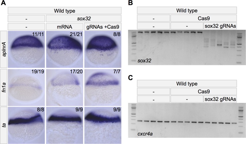 Figure 5—figure supplement 1.