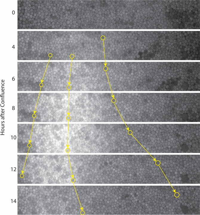 Microscopy images tracking cell growth and Imd2-GFP expression over 14 hours after reaching confluence. The colored arrows mark the progress of cell migration and expansion within the monolayer, illustrating dynamic changes over time.