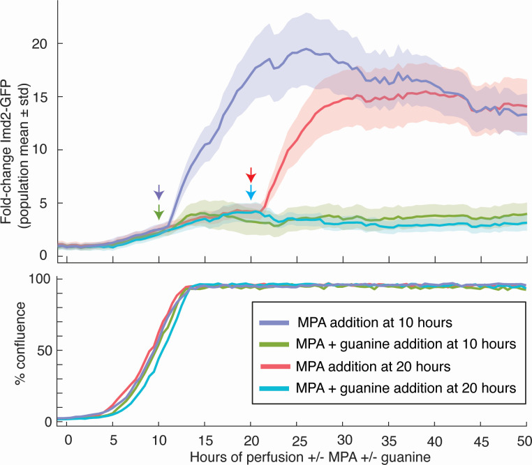 Fold-change in Imd2-GFP expression with MPA treatment, added at different times, with and without guanine. Graphs depict population mean fold-change in GFP and cell confluence over 50 hours.