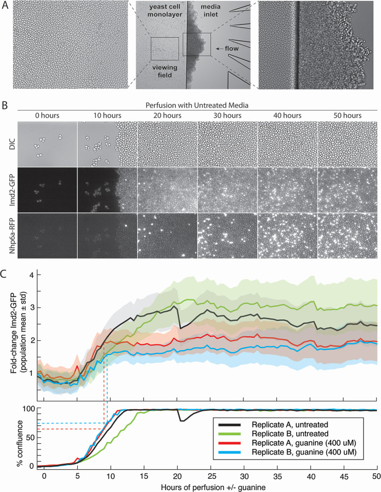 Microscopy images of yeast cells in perfusion culture over time, tracking GFP-tagged proteins Imd2 and Nhp6a. The graph depicts fold-change in GFP intensity and cell confluence over 50 hours, with and without guanine treatment.