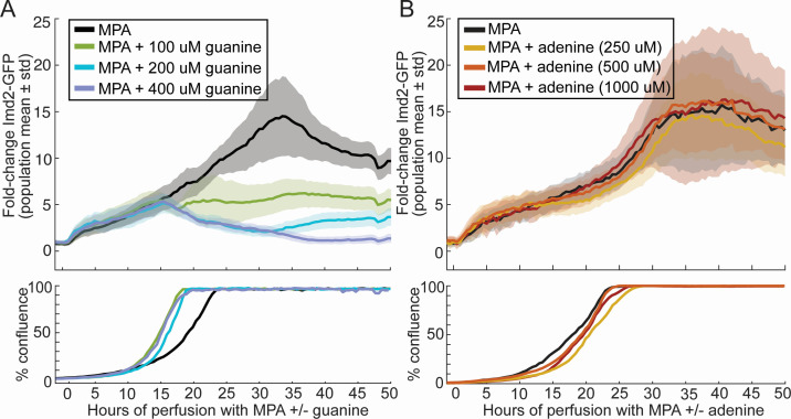 Time-course analysis of Imd2-GFP expression in response to MPA with varying guanine or adenine concentrations. Graphs display population mean fold-change in GFP and cell confluence over 50 hours.