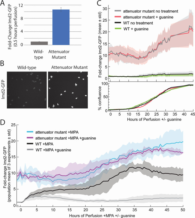 Comparison of Imd2-GFP expression in wild-type and attenuator mutant strains under guanine and MPA treatments. Graphs depict fold-change in GFP expression and cell confluence over 50 hours, with microscopy images of GFP fluorescence in both strains.