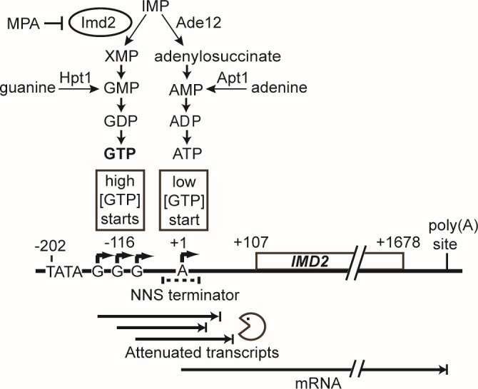 Pathway diagram of nucleotide metabolism depicts the conversion of IMP to XMP and adenylosuccinate, leading to GMP and AMP, and further to GTP and ATP. It includes details on gene regulation via GTP concentration affecting transcription start sites.