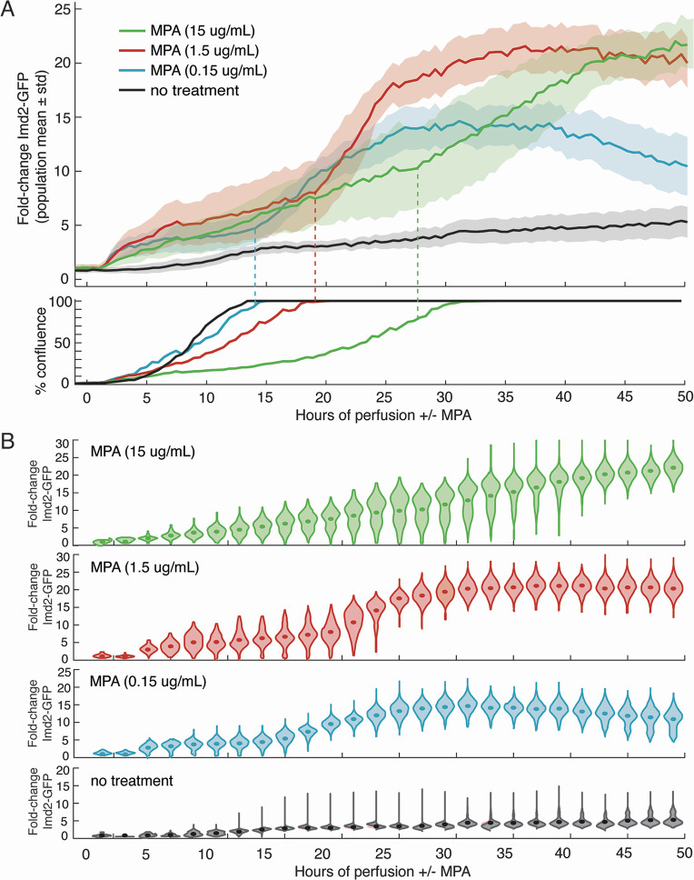 Fold-change in Imd2-GFP expression under different MPA concentrations over 50 hours. Graphs depict mean ± standard deviation and cell confluence, highlighting the effects of MPA on protein expression and cell growth.