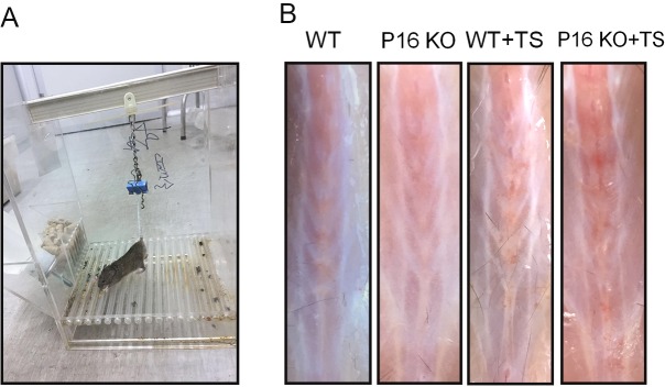 Figure 4—figure supplement 1.