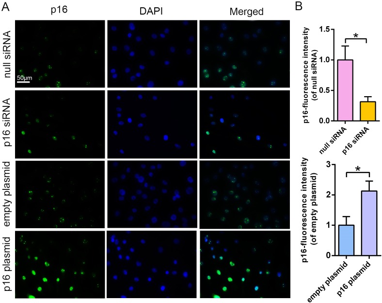 Figure 2—figure supplement 1.