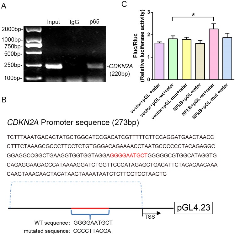 Figure 6—figure supplement 1.