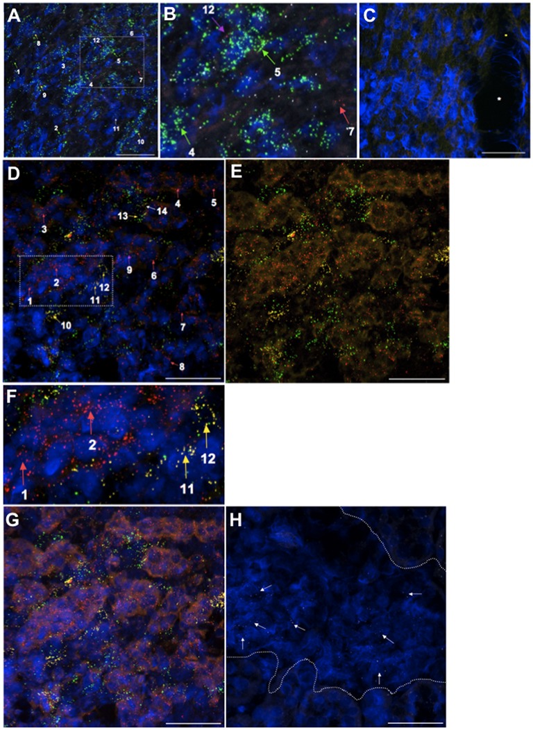 Fig 6