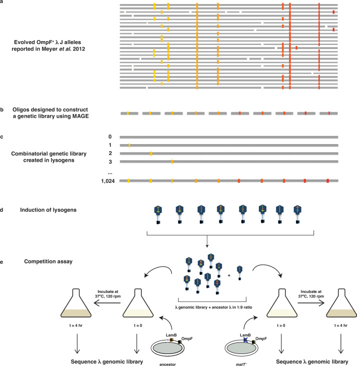 Figure 1—figure supplement 1.