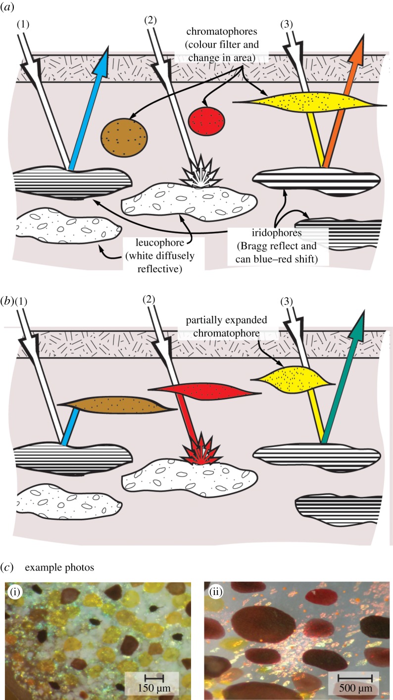 Figure 4.