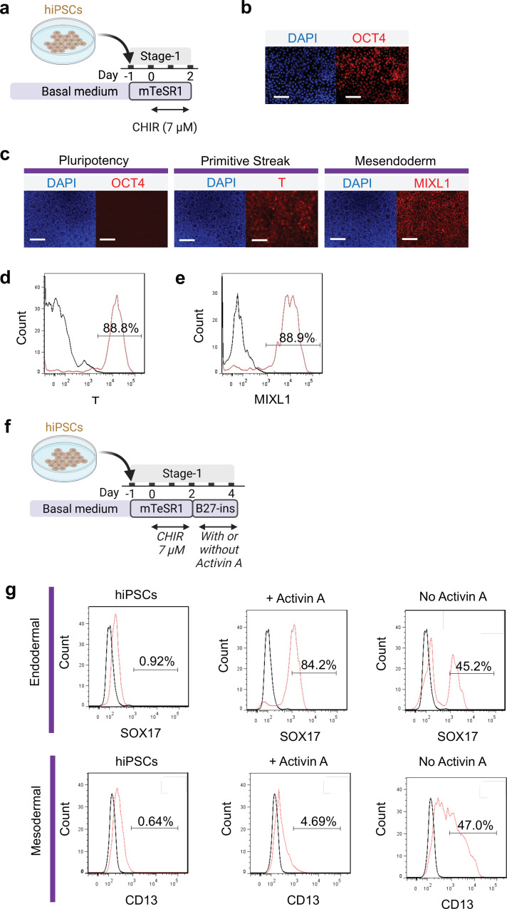 Figure 1—figure supplement 1.