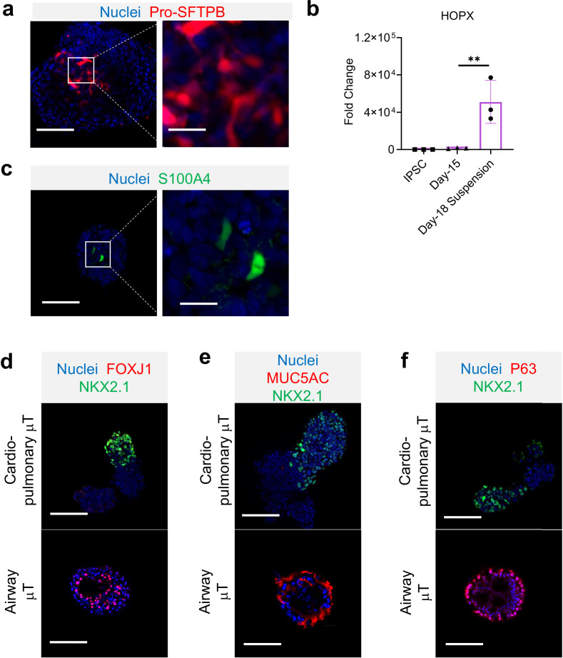 Figure 6—figure supplement 1.