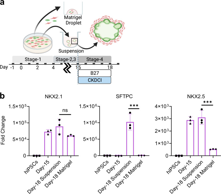 Figure 4—figure supplement 3.