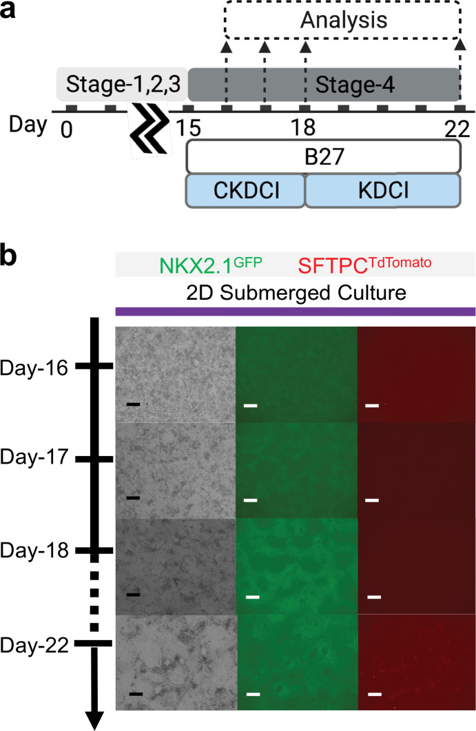 Figure 4—figure supplement 2.