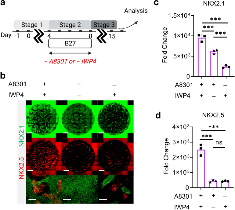 Figure 3—figure supplement 2.