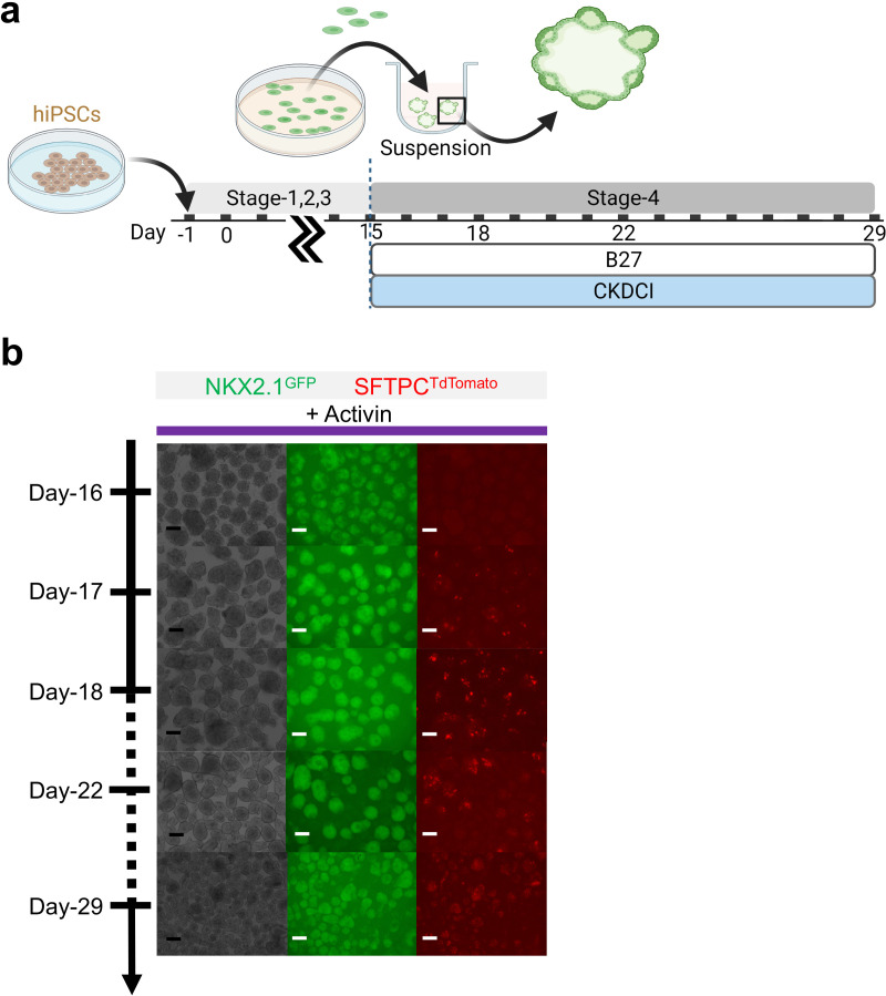 Figure 4—figure supplement 4.