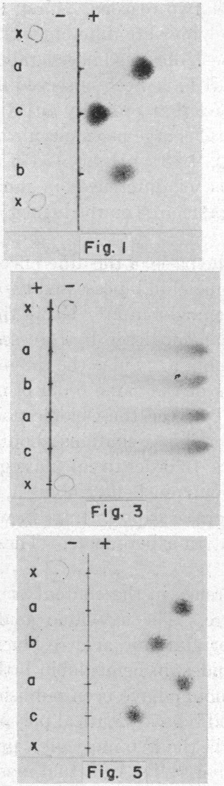 graphic file with name pnas00736-0011-a.jpg