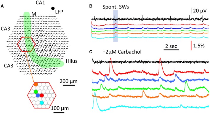 FIGURE 7