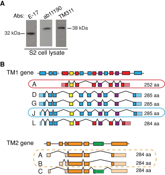 FIGURE 1: