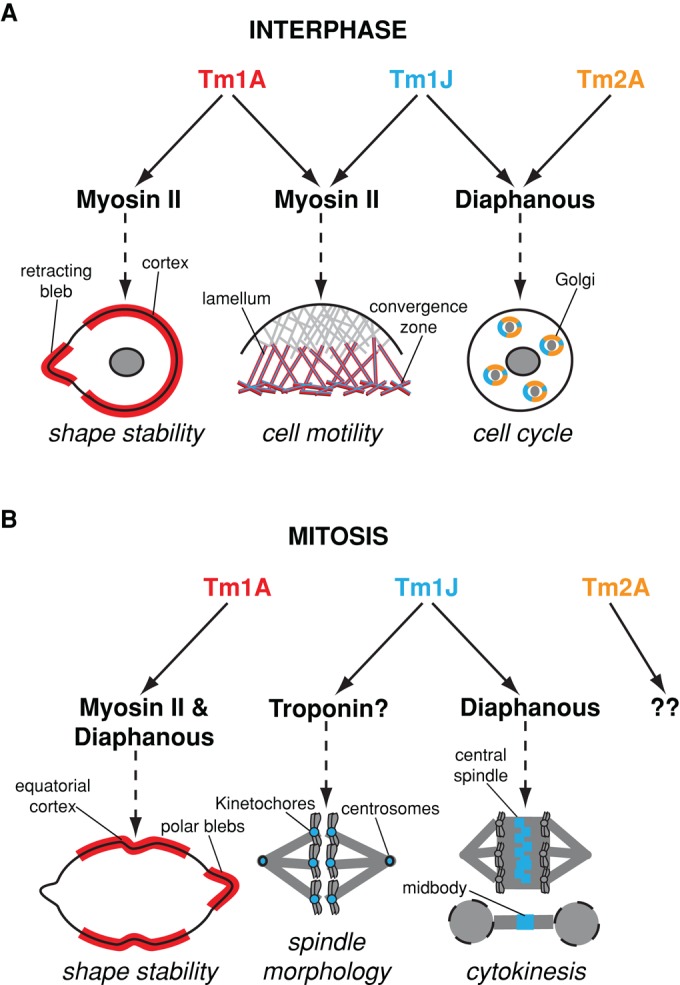 FIGURE 7: