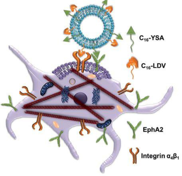 Fig. 8.