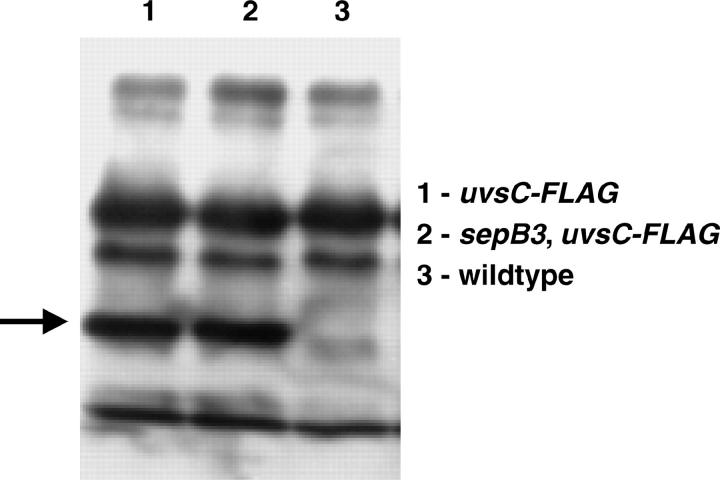 Figure 3.—