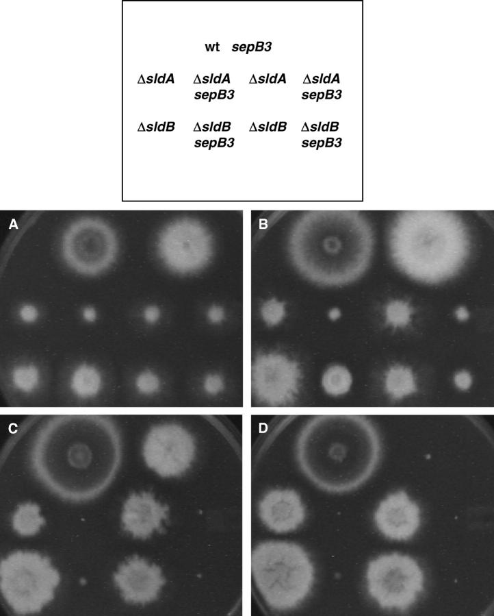 Figure 6.—