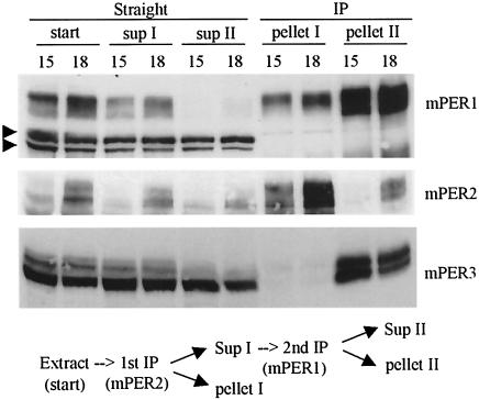 FIG. 5.