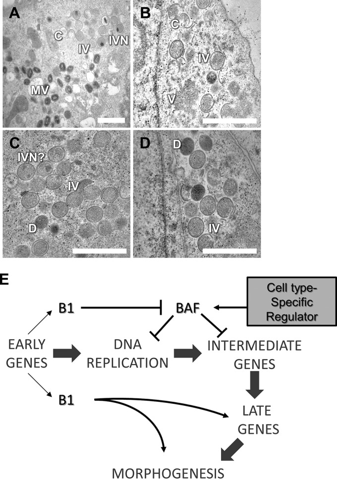 FIG 8