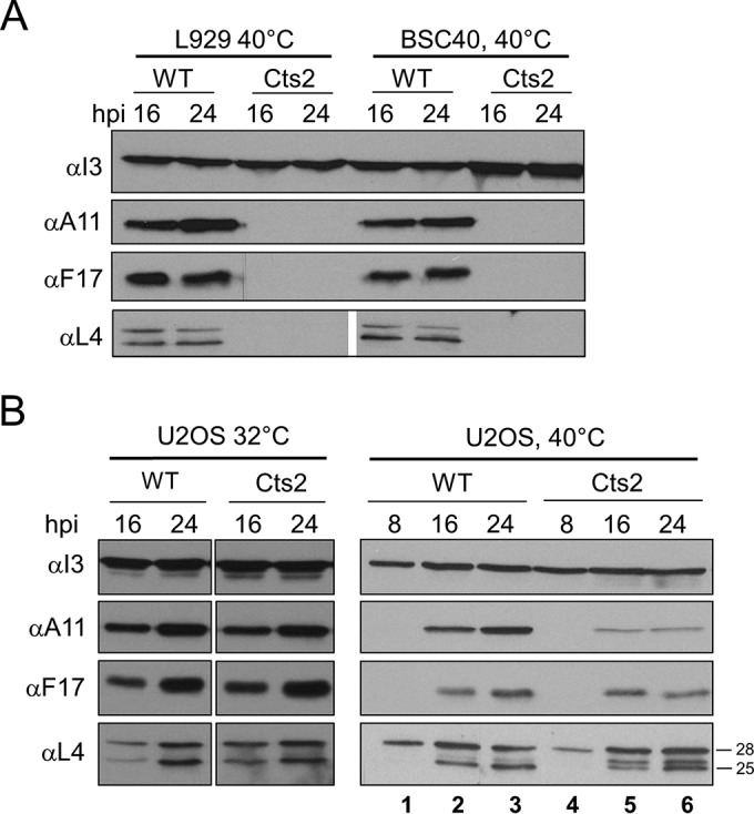 FIG 6